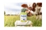Physiolac Bio 2 6 à 12 Mois 800 g