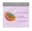 Biocyte Longevity Glutathion Liposomal 30 Gélules