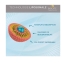 Biocyte Longevity Cal/Mag/Zinc Liposomal 60 Gélules