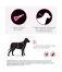 Frontline Tri-Act Perro 40-60 kg 6 Pipetas