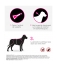 Frontline TRI-ACT Dogs 10-20kg 6 Pipettes